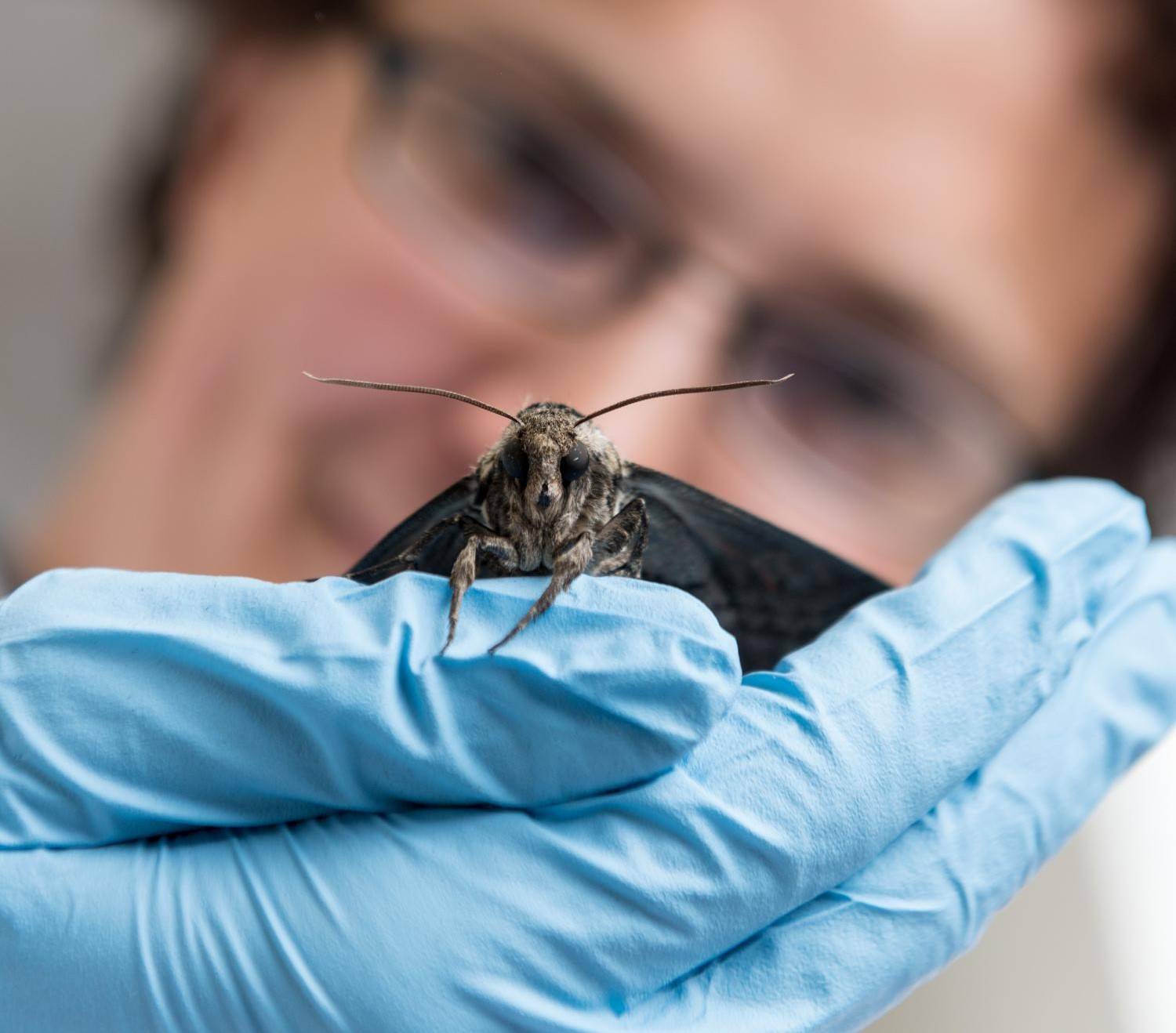 Dr. Simon Sponberg holding a hawk moth